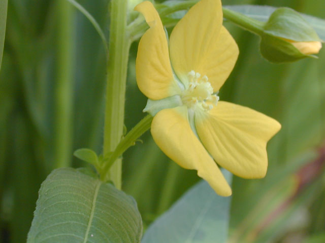 Ludwigia octovalvis (Mexican primrose-willow) #12370