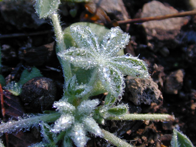 Lupinus texensis (Texas bluebonnet) #12067