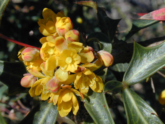 Mahonia trifoliolata (Agarita) #11830