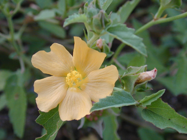 Malvastrum aurantiacum (Wright's false mallow) #12270