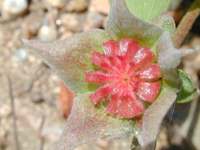 Malvastrum aurantiacum (Wright's false mallow) #12275