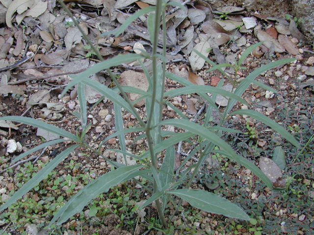 Mirabilis linearis (Narrowleaf four o'clock) #12329