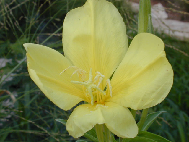 Oenothera jamesii (Trumpet evening-primrose) #12376