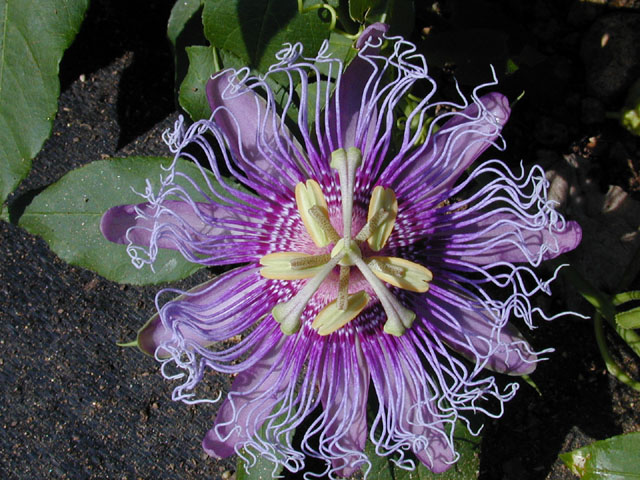 Passiflora incarnata (Maypop) #12415