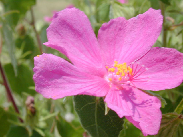 Pavonia lasiopetala (Rock rose) #12284