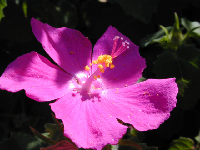 Pavonia lasiopetala (Rock rose) #12286