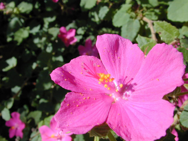 Pavonia lasiopetala (Rock rose) #12289