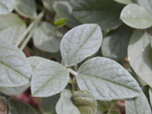 Pediomelum rhombifolium (Gulf indian breadroot) #12076