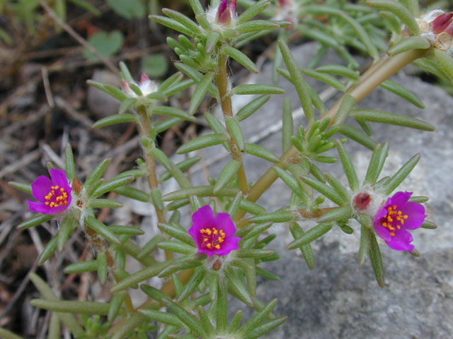 Portulaca pilosa (Kiss me quick) #12481