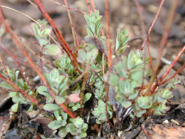 Phyllanthus polygonoides (Smartweed leaf-flower) #12019