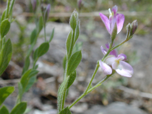 Polygala lindheimeri (Shrubby milkwort) #12489