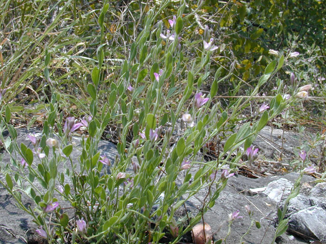 Polygala lindheimeri (Shrubby milkwort) #12491