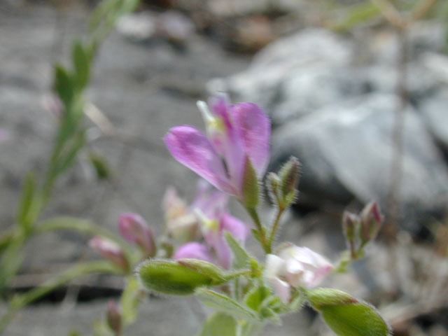 Polygala lindheimeri (Shrubby milkwort) #12492