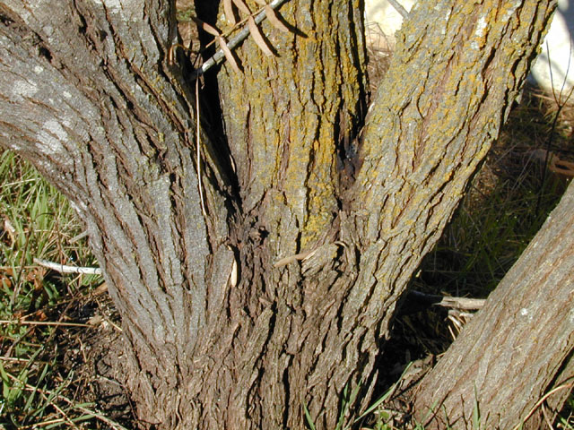 Prosopis glandulosa var. glandulosa (Honey mesquite) #12078