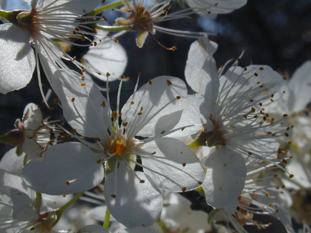 Prunus mexicana (Mexican plum) #12572