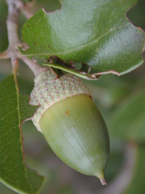 Quercus fusiformis (Escarpment live oak) #12108