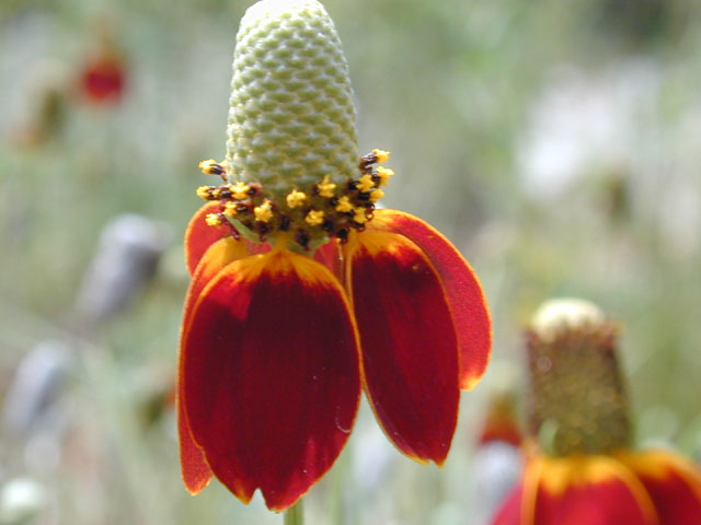 Ratibida columnifera (Mexican hat) #11757