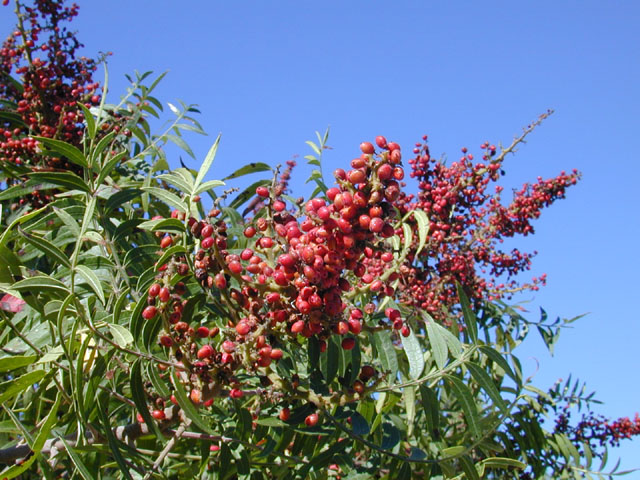 Rhus lanceolata (Prairie flameleaf sumac) #11590