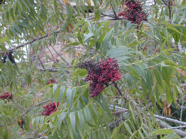 Rhus lanceolata (Prairie flameleaf sumac) #11592