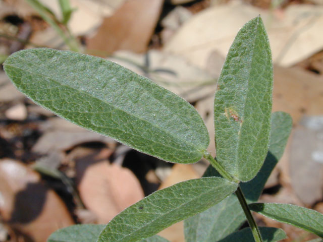 Rhynchosia senna var. texana (Texas snoutbean) #12082