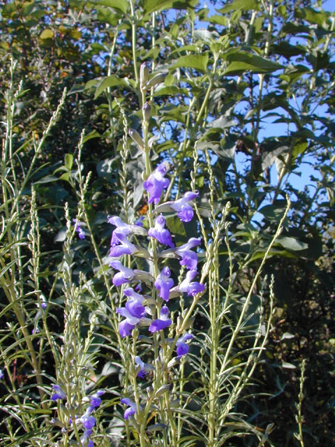 Salvia reptans (Slenderleaf sage) #12165