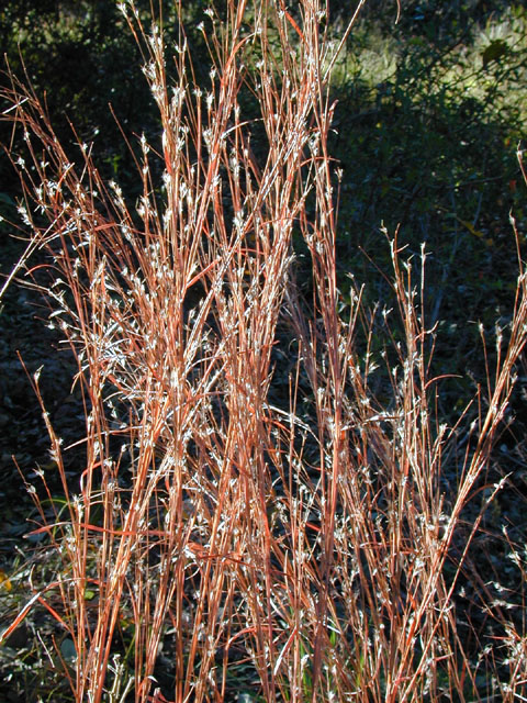 Schizachyrium scoparium (Little bluestem) #12456