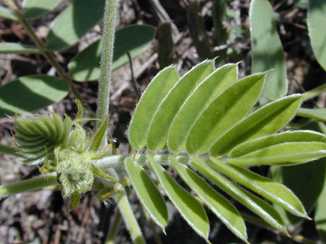 Senna lindheimeriana (Lindheimer's senna) #12099