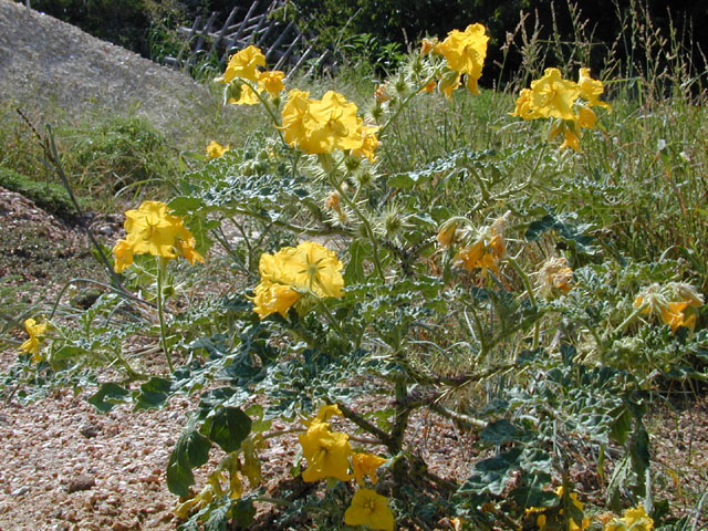 Solanum rostratum (Buffalo bur) #12666