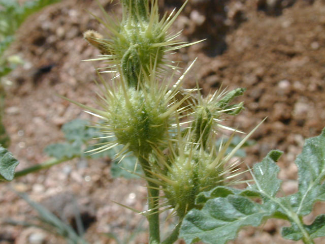 Solanum rostratum (Buffalo bur) #12671