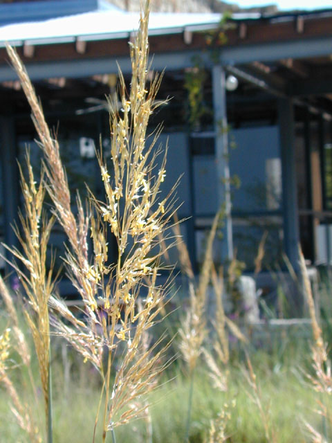 Sorghastrum nutans (Indiangrass) #12458