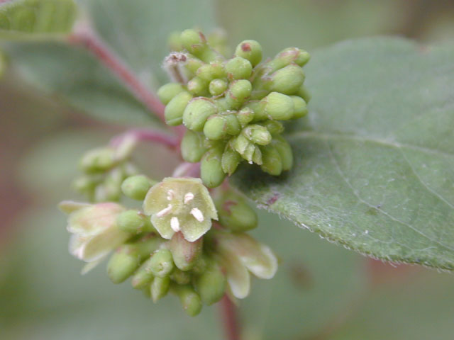 Symphoricarpos orbiculatus (Coralberry) #11927