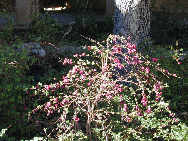 Symphoricarpos orbiculatus (Coralberry) #11929