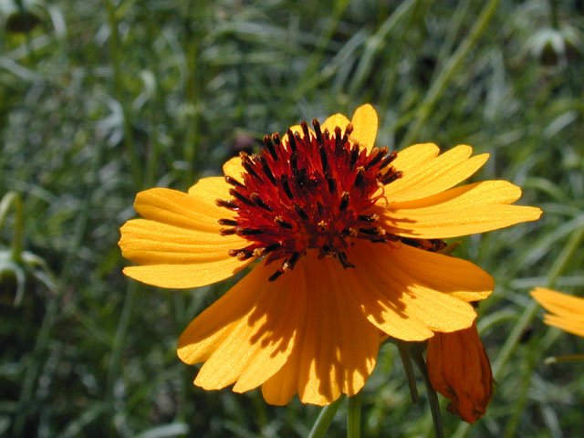 Thelesperma filifolium var. filifolium (Stiff greenthread) #11797