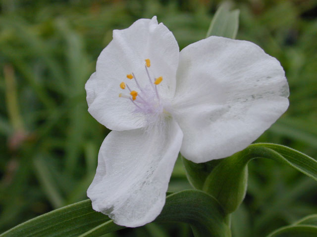 Tradescantia gigantea (Giant spiderwort) #11944