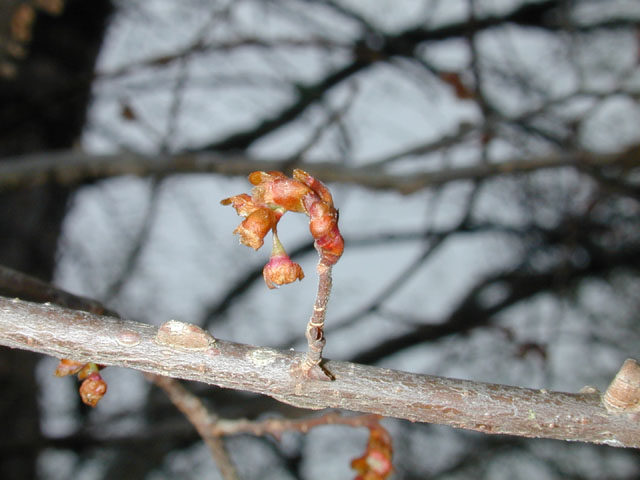 Ulmus alata (Winged elm) #12682