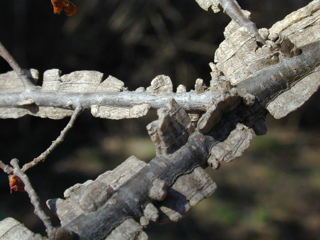 Ulmus alata (Winged elm) #12686