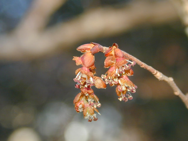 Ulmus alata (Winged elm) #12697