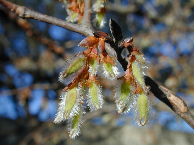 Ulmus alata (Winged elm) #12700