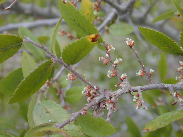 Ulmus crassifolia (Cedar elm) #12704