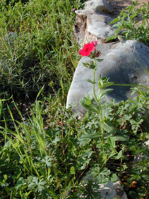 Phlox drummondii (Annual phlox) #12755