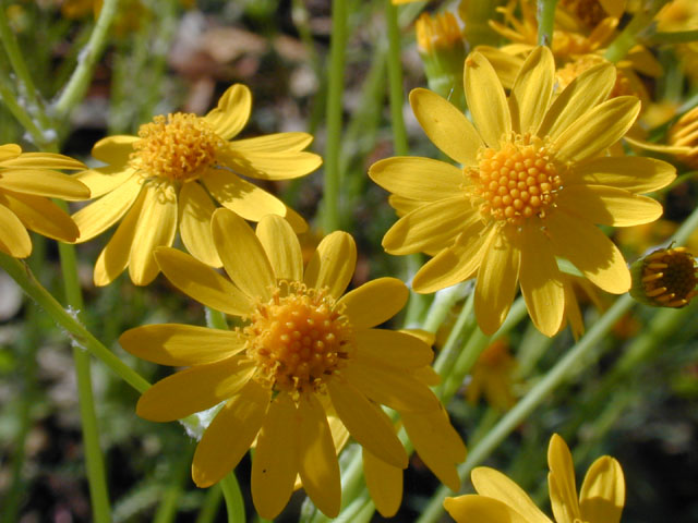 Packera obovata (Golden groundsel) #12765