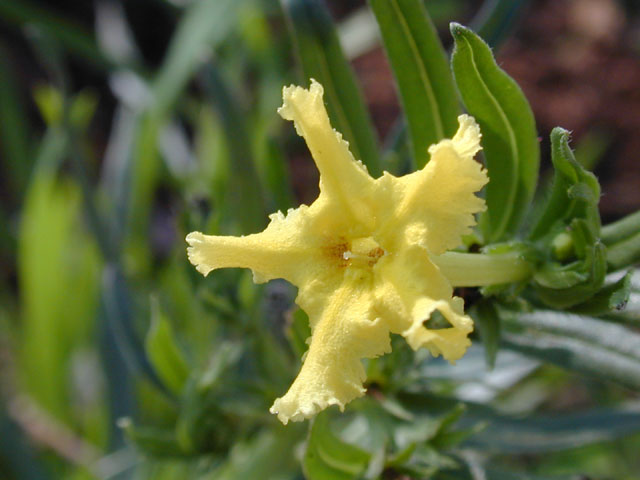 Lithospermum incisum (Fringed puccoon) #12767