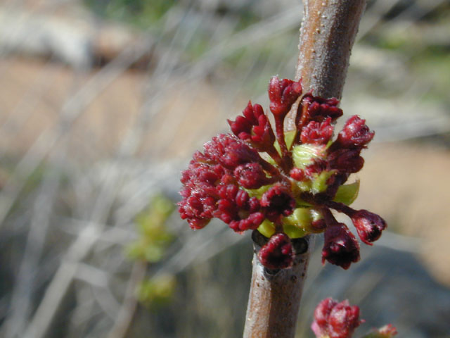 Ungnadia speciosa (Mexican buckeye) #12770