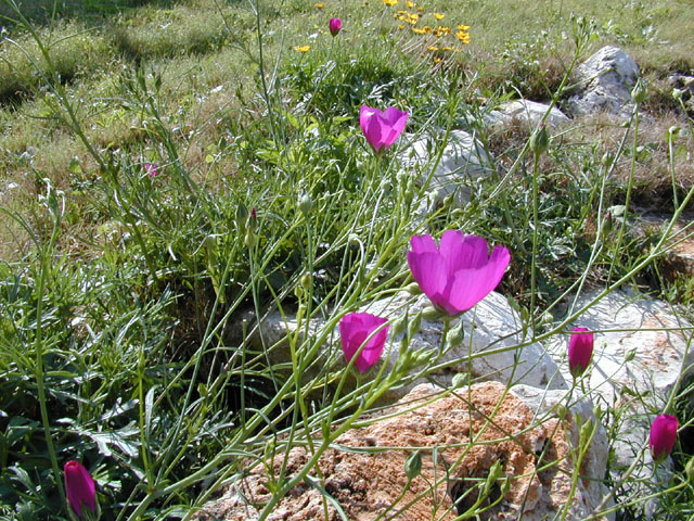 Callirhoe pedata (Palmleaf poppymallow) #12780