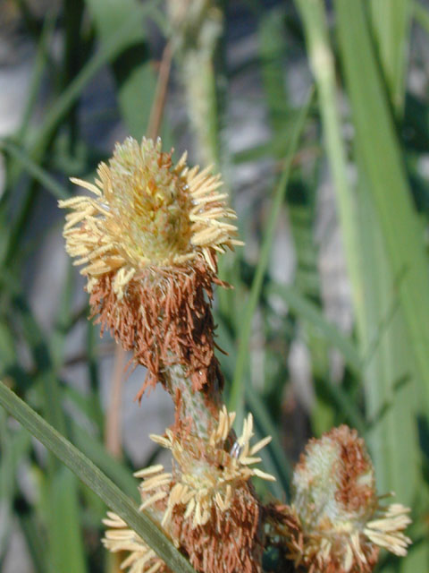 Carex emoryi (Emory's sedge) #12784