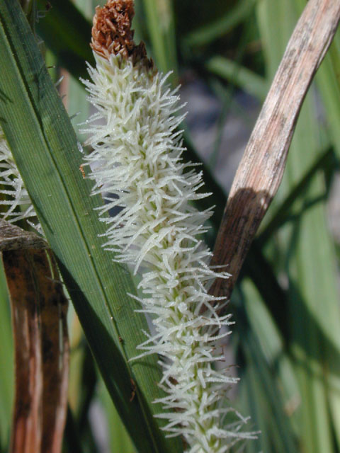 Carex emoryi (Emory's sedge) #12785