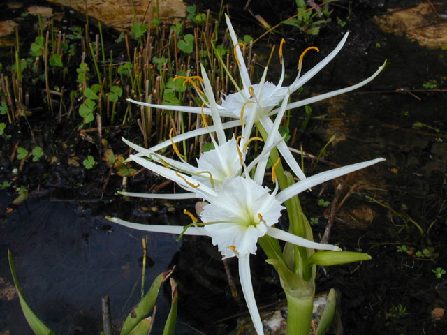 Hymenocallis liriosme (Texas spiderlily) #12796