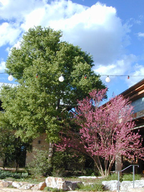 Ungnadia speciosa (Mexican buckeye) #12851