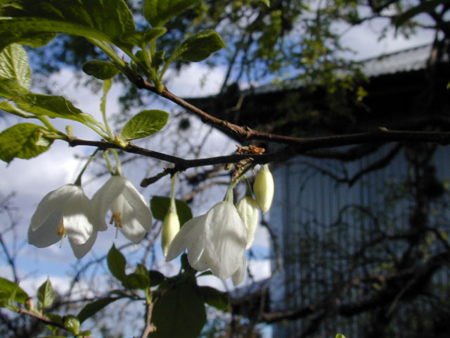 Halesia diptera (Two-wing silverbell) #12861