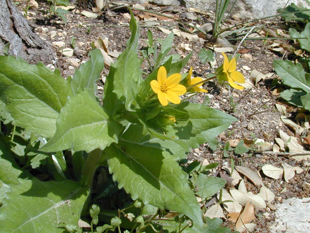 Lindheimera texana (Texas yellowstar) #12882